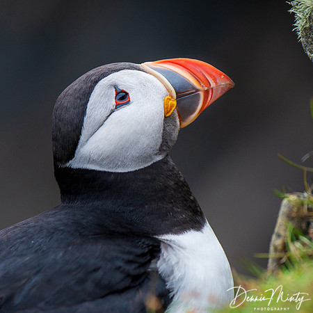 Atlantic Puffin, Fair Isle