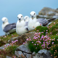 Fair Isle