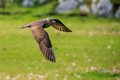 Arctic Skua, Fair Isle