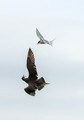 Arctic Skua and Arctic Tern, Fair Isle, Scotland