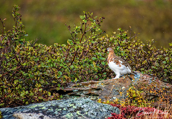Ptarmigan, Ramah Bay