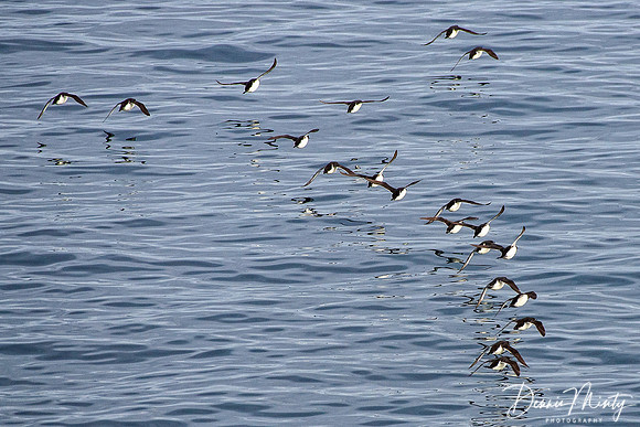 Thick-billed muures, Prince Leopold Island