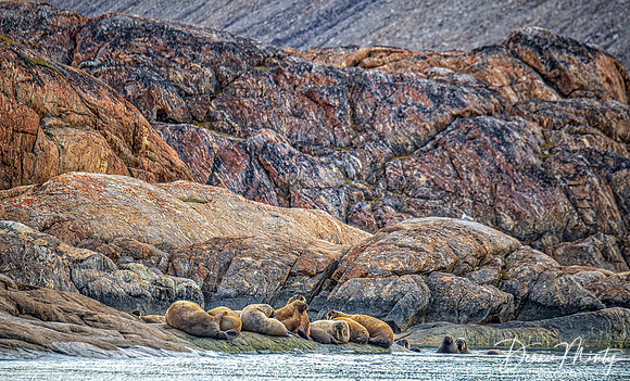 Walrus, Powell Inlet, Devon Island, Nunavut