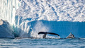 Humpback Whales and Icebergs, Ilulissat, Greenland
