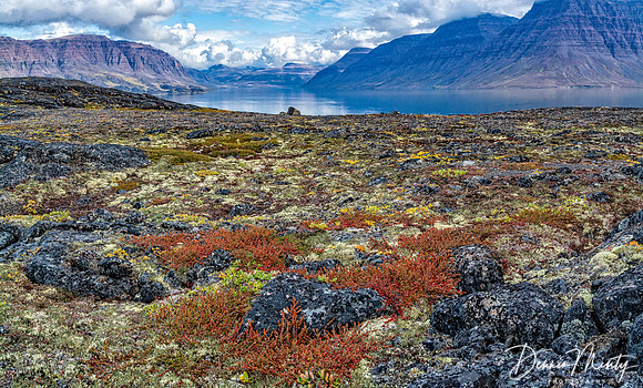 Tundra Colour, Disko Fjord, Greenland