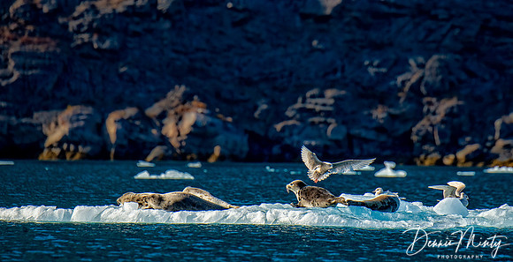 Harp Seals, Evighedsfjord, Greenland