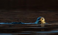 Bearded Seal, Eclipse Sound