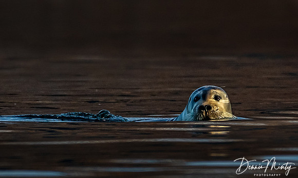 Bearded Seal, Eclipse Sound