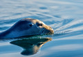 Bearded Seal, Eclipse Sound