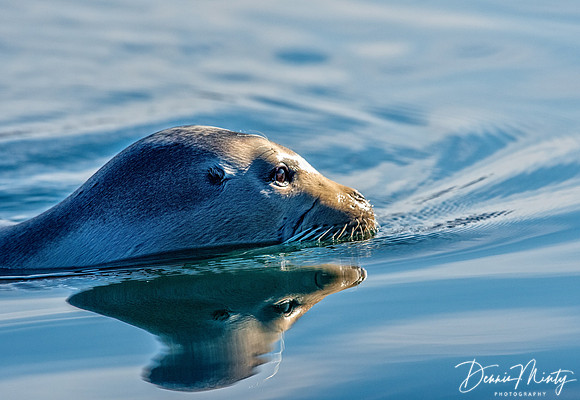 Bearded Seal, Eclipse Sound
