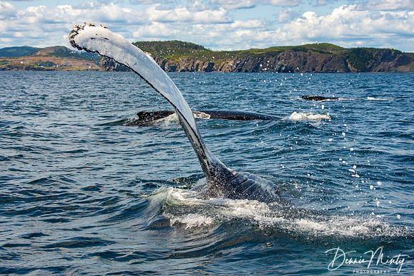 Humpback Whale, Trinity Bay