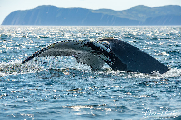 Humpback Whale, Trinity Bay, Newfoundland, Canada