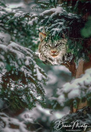 Canadian Lynx