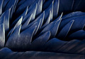 Crow's Wing Detail