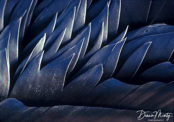 Crow's Wing Detail