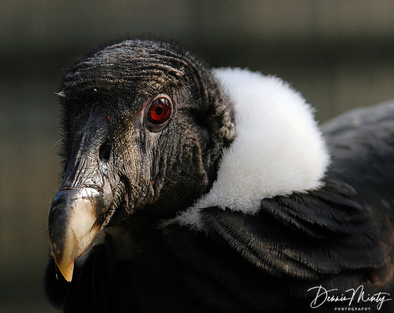 Andean Condor