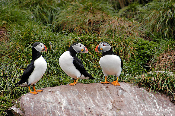 Atlantic Puffins, Gull Island, Newfoundland
