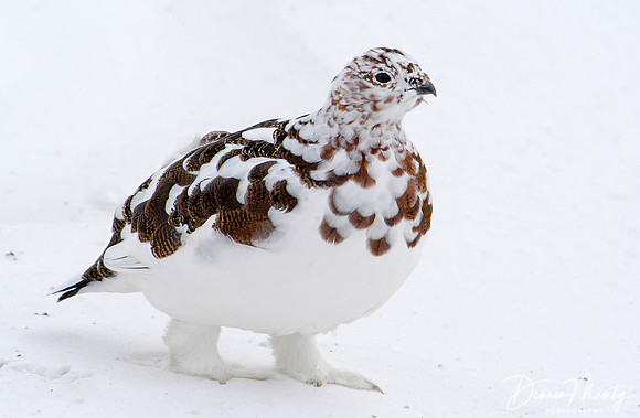 Ptarmigan, Churchill, Manitoba