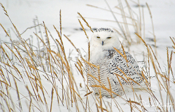 Snowy Owl, Churchill, Manitiba