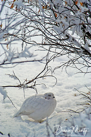 Ptarmigan, Churchill, Manitoba