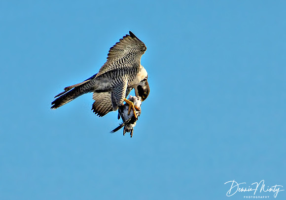 Peregrine with Dovekie in talons