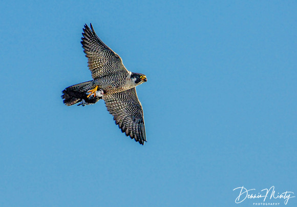 Peregrine with Dovekie in talons