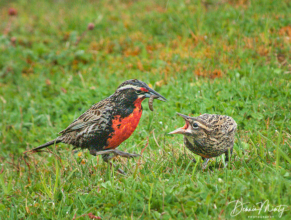Long-tailed Meadowlark (Sturnella loyca) feeding chick, Ushuaia, Tierra del Fuego, Argentina