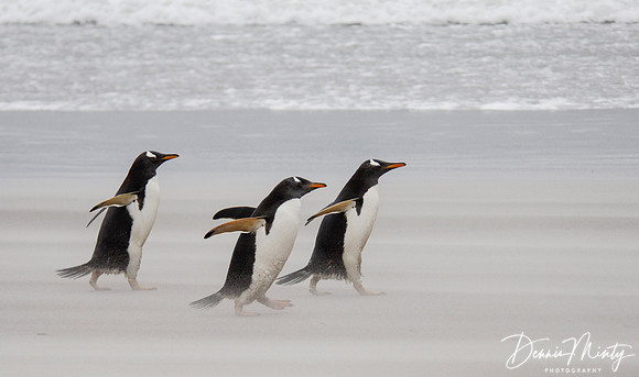 Gentoo Penguins, Falkland Islands