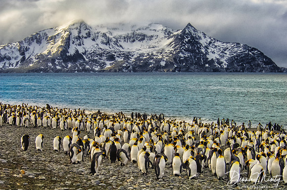 King Penguins, Salsbury Plain, South Georgia