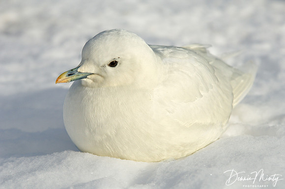 Ivory Gull, Quidi Vidi Lake, St. John's, Newfoundland, Canada