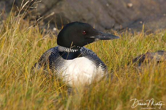 Common Loon or Great Northern Diver (Gavia immer), Seldom-Come-By, Fogo Island, Notre Dame Bay, Newfoundland, Canada