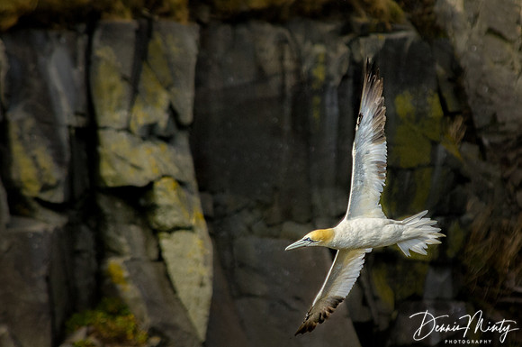 Northern Gannet, Cape St. Mary's