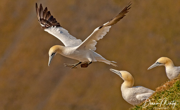 Northern Gannet, Cape St. Mary's, Newfoundland, Canada