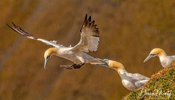 Northern Gannet, Cape St. Mary's