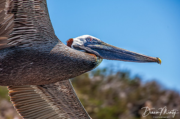 Brown Pelican, Baltra Island