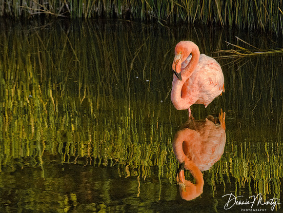 Flamingo, Southern Isabella Island, Galapagos Islands