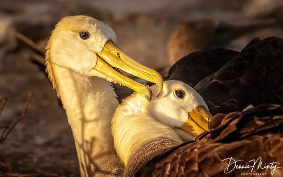 Waved Albatross, Espanola Island