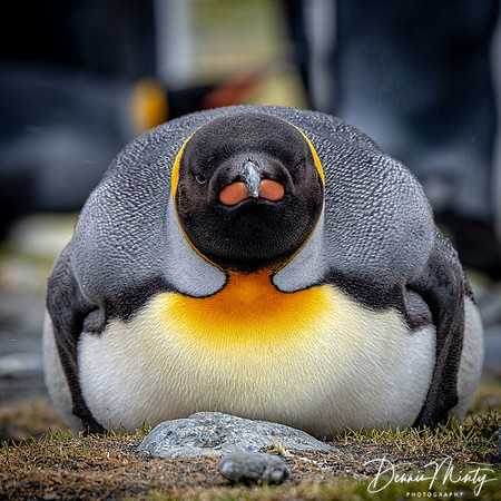 King Penguin (Aptenodytes patagonicus), Fortuna Bay, South Georgia