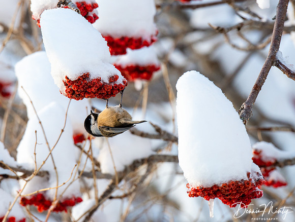 Black-capped chickadee feeding on Mountain Ash berries.
