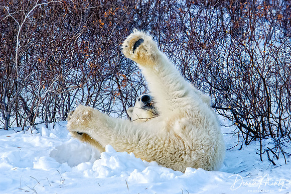 Polar Bear, Churchill, Manitoba