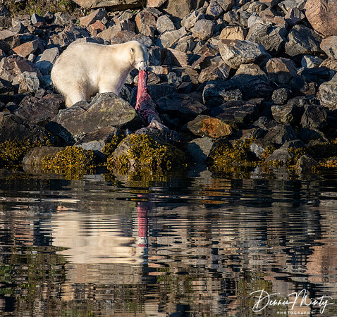 Polar Bear, Nachvak Fjord, Labrador