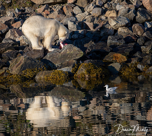 Polar Bear, Nachvak Fjord, Labrador