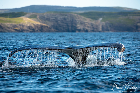 Humpback Whale, Trinity Bay