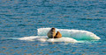 Walrus Cow and Calf, Powell Inlet, Devon Island
