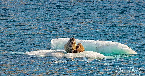 Walrus Cow and Calf, Powell Inlet, Devon Island