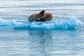 Walrus, Croker Bay, Devon Island