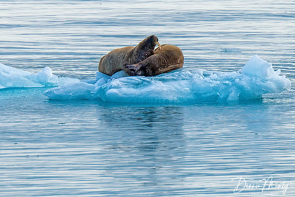 Walrus, Croker Bay, Devon Island