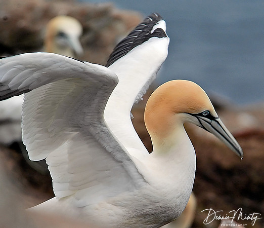 Northern Gannet (Morus bassanus), Cape St. Mary's, Newfoundland, Canada