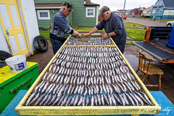 Drying Capelin, Miquelon