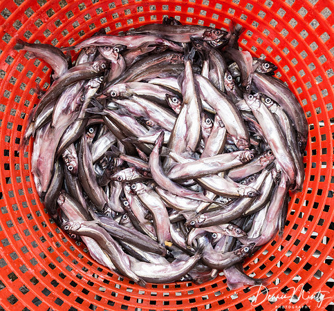Capelin, Miquelon